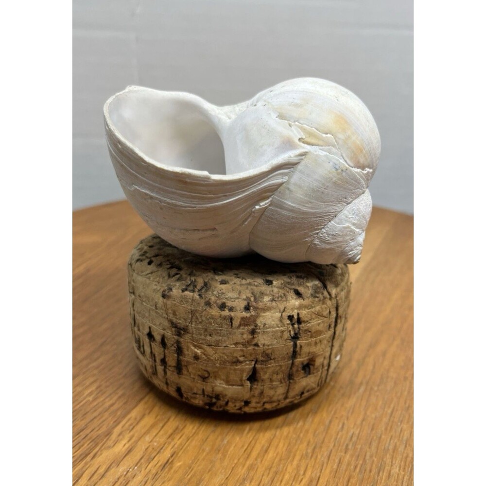 Vtg Natural Sea Moon Snail Rustic Resting Cork Base Nautical Home Decor Beach